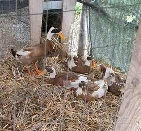 Anatroccoli corritrice indiana