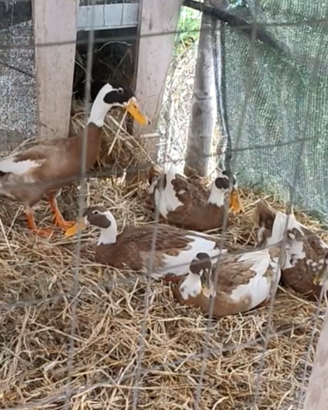 ANATROCCOLI corritrice indiana