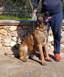 Cane corso fulvo