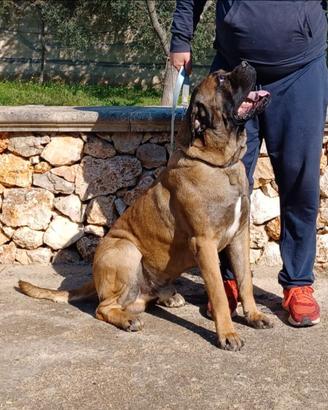Cane corso fulvo