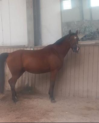 Cavallo arabo
