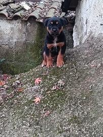 Mamma rottweiler