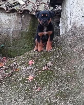 Mamma rottweiler