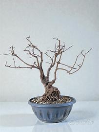 Bonsai olmo su roccia