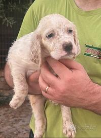 Cucciole setter inglese