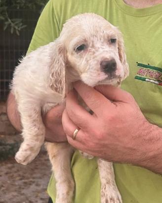 Cucciole setter inglese