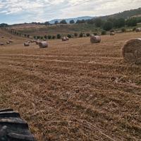 Rotoli Fieno d'avena ed erba medica