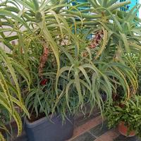 pianta di aloe arborescens