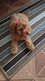 Barboncina.feminucia