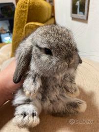 Coniglio minilop agouti