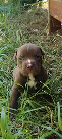 Cuccioli di Amstaff