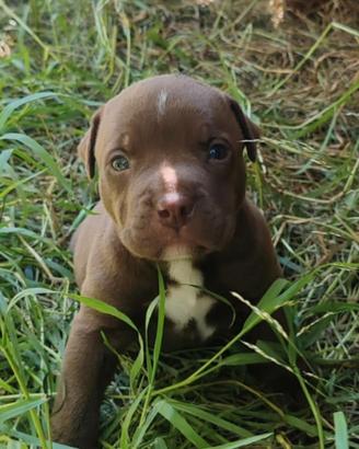 Cuccioli di Amstaff