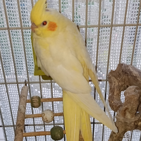 Splendide varianti di calopsite appena svezzati