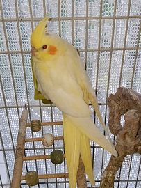 Splendide varianti di calopsite appena svezzati