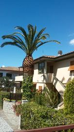 App. Marina di Campo 450 m. dal mare e dal centro