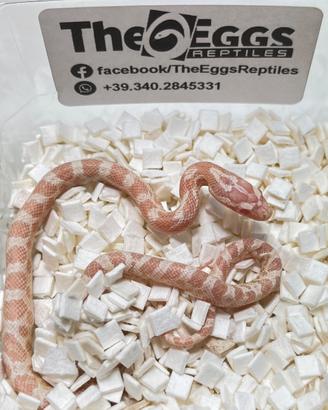 Corn Snake