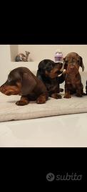 cuccioli di bassotto con pedigree ENCI 