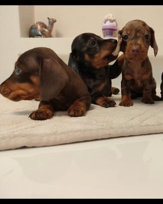 cuccioli di bassotto con pedigree ENCI 