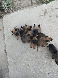 Pastore belga malinois