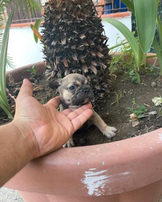 Animali