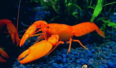 Cherax holthuisi per acquario