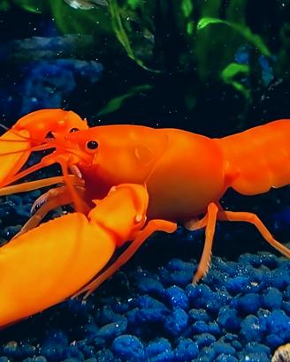 Cherax holthuisi per acquario