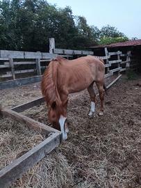 cavallo sauro da passeggiata 