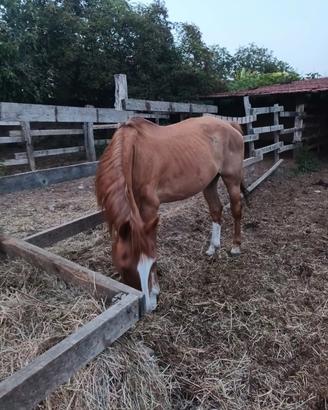 cavallo sauro da passeggiata 