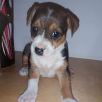 LLCuccioli di maltese mix Pinscher
