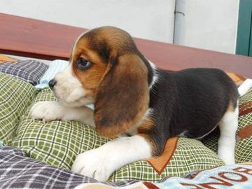 Beagle con Pedigree