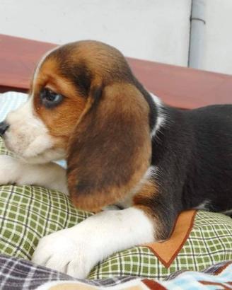 Beagle con Pedigree