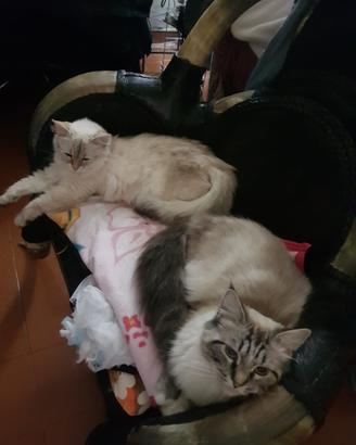 Gattini siberiani