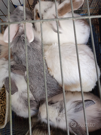 Coniglietti ariete e teste leone