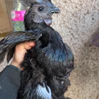 Cemano/cemani