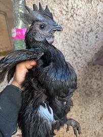 Cemano/cemani