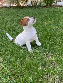 Cuccioli Jack Russell