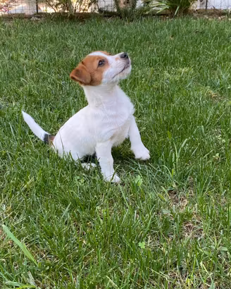 Cuccioli Jack Russell