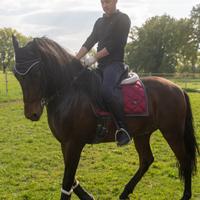 Purosangue spagnolo (p.r.e)