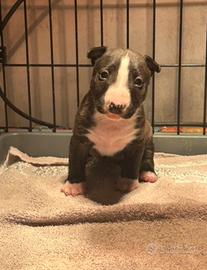 Bull terrier miniature