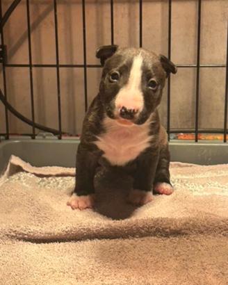 Bull terrier miniature