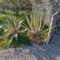 Piante agavi