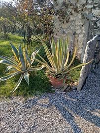 Piante agavi