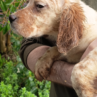 Cucciolo di setter inglese maschio 2mesi e mezzo,