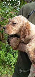 Cucciolo di setter inglese maschio 2mesi e mezzo,
