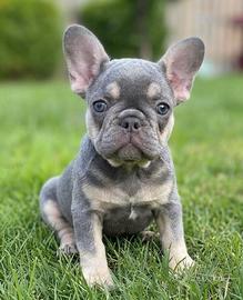 BULLDOG FRANCESE CUCCIOLI blu & tan - BOULEDOGUE
