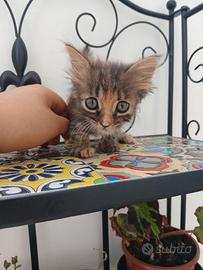 dolcissima gattina