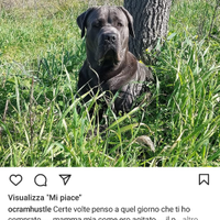 Cuccioli di cane corso