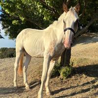 Cavallo/puledro argentino