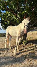 Cavallo/puledro argentino