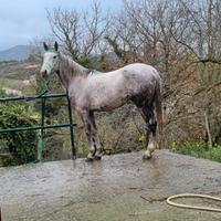 Castrone purosangue arabo